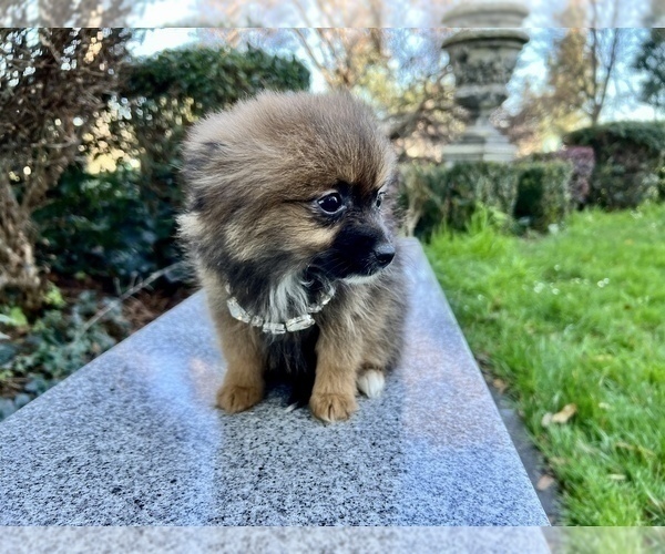 Medium Photo #62 Pomeranian Puppy For Sale in HAYWARD, CA, USA