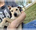 Small #1 Dachshund Mix