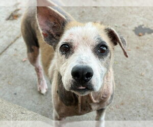 Texas Heeler-Unknown Mix Dogs for adoption in Tulsa, OK, USA