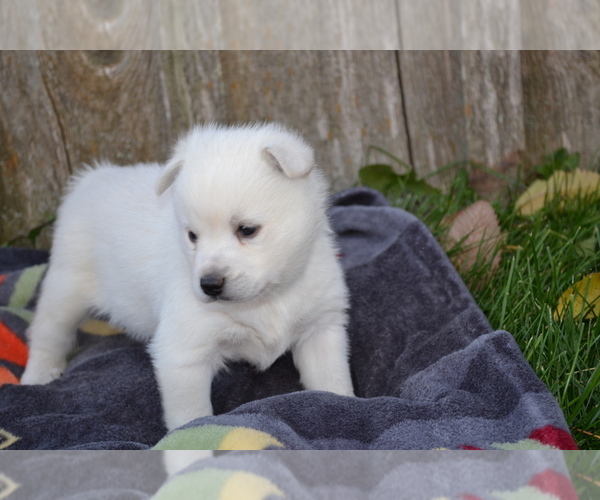 Medium Photo #6 Alaskan Klee Kai Puppy For Sale in GREENWOOD, WI, USA