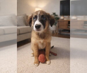 Australian Shepherd-Unknown Mix Dogs for adoption in San Diego, CA, USA