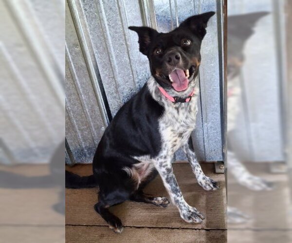 Medium Photo #1 Border Kelpie Puppy For Sale in Mountain View, AR, USA