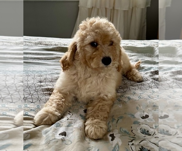 Medium Photo #23 Goldendoodle Puppy For Sale in PENSACOLA, FL, USA