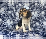 Small #5 Beagle