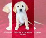 Small Great Pyrenees-Retriever  Mix