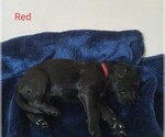 Puppy Mr Red Goldendoodle