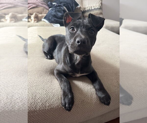 Medium Photo #12 American Staffordshire Terrier-Staffordshire Bull Terrier Mix Puppy For Sale in Brewster, NY, USA