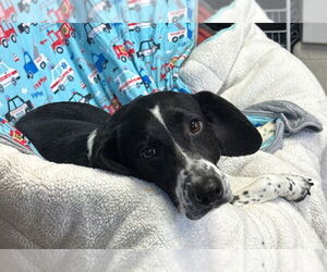 Beagle-Pointer Mix Dogs for adoption in Newfoundland, PA, USA