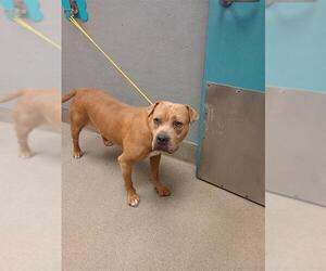 American Pit Bull Terrier-Unknown Mix Dogs for adoption in Las Vegas, NV, USA