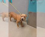 Small American Pit Bull Terrier Mix