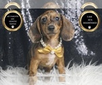 Small #5 Dachshund