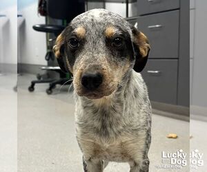 Mutt Dogs for adoption in Washington, DC, USA