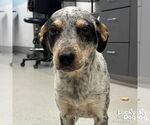 Small Mutt