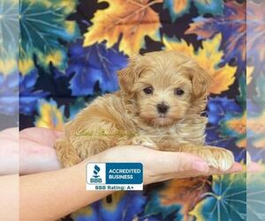 Maltipoo Puppy for sale in WINNSBORO, LA, USA