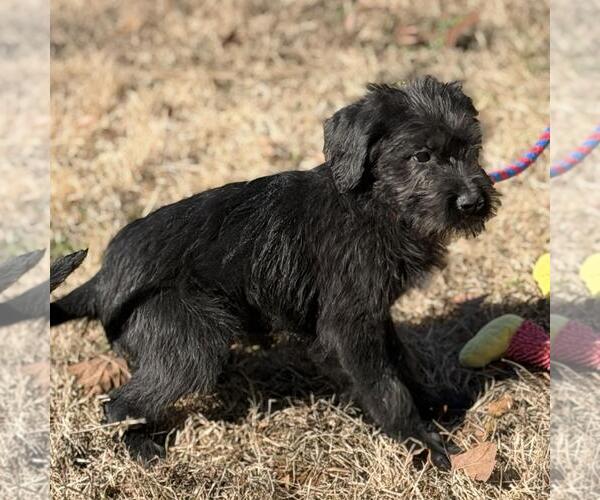 Medium Photo #2 Labrador Retriever-Unknown Mix Puppy For Sale in Yardley, PA, USA