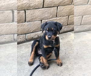 Rottweiler Puppy for sale in FONTANA, CA, USA