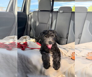 Miniature Schnauzer-Poodle (Miniature) Mix Dogs for adoption in Aurora, CO, USA