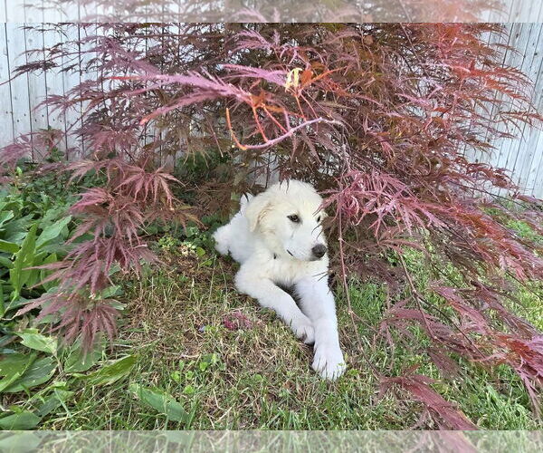 Medium Photo #2 Great Pyrenees Puppy For Sale in Bountiful, UT, USA