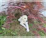 Small #1 Great Pyrenees