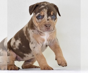 American Bully Puppy for sale in DE LEON SPRINGS, FL, USA