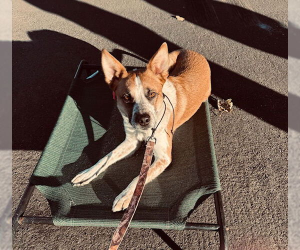 Medium Photo #21 Mutt Puppy For Sale in Sandy, UT, USA