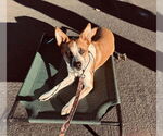 Small #20 Mutt