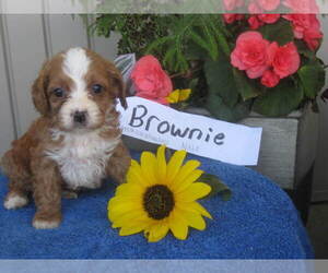 Cavapoo Puppy for sale in SHILOH, OH, USA
