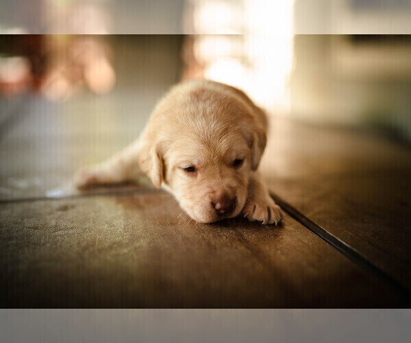 Medium Photo #8 Labrador Retriever Puppy For Sale in CARSON CITY, NV, USA