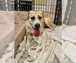 Small #8 Labrador Retriever Mix