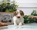 Small #2 Poodle (Miniature)
