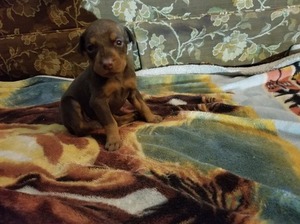 Doberman Pinscher Puppy for sale in SMOKERUN, PA, USA
