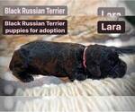 Puppy 4 Black Russian Terrier