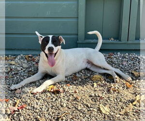 Mutt Dogs for adoption in Sterling, MA, USA