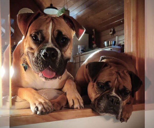 Medium Photo #2 Boxer Puppy For Sale in Austin, TX, USA