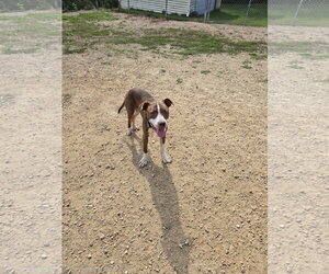 Labrador Retriever-Unknown Mix Dogs for adoption in Maquoketa, IA, USA