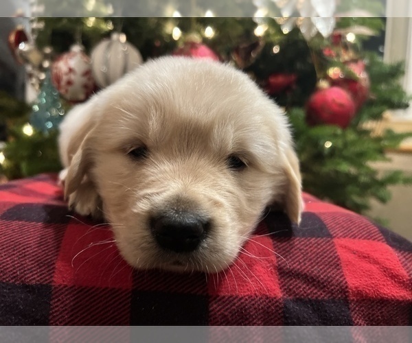 Medium Photo #9 English Cream Golden Retriever Puppy For Sale in METHOW, WA, USA
