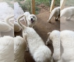 Small #3 Great Pyrenees