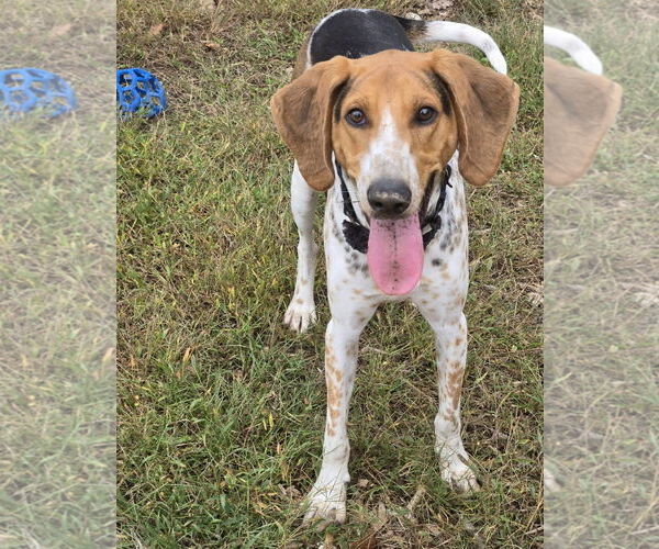 Medium Photo #1 Mutt Puppy For Sale in Rustburg, VA, USA