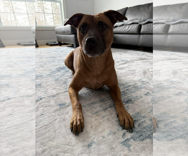 Medium Photo #1 Mutt Puppy For Sale in Duluth, MN, USA