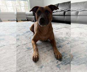 Mutt Dogs for adoption in Duluth, MN, USA