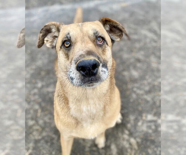 Medium Photo #1 German Shepherd Dog-Unknown Mix Puppy For Sale in Maryville, TN, USA