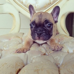 French Bulldog Puppy for sale in LOS ANGELES, CA, USA