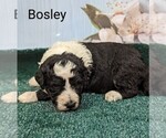 Small Photo #9 Sheepadoodle Puppy For Sale in SEAMAN, OH, USA