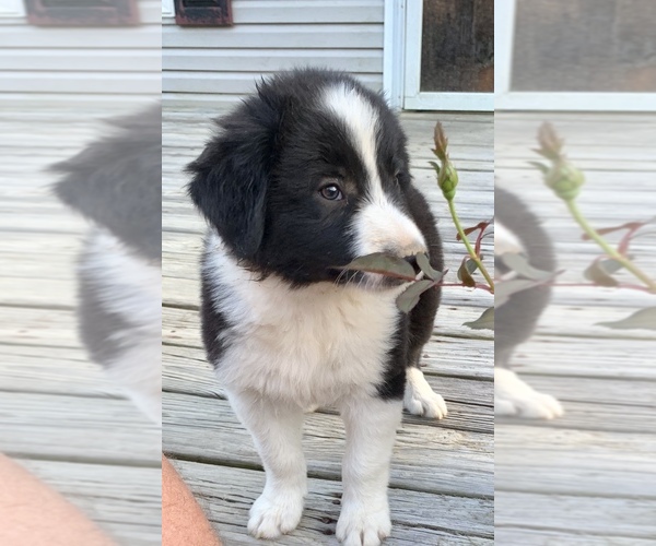Medium Photo #1 Border Collie Puppy For Sale in JACKSON, KY, USA