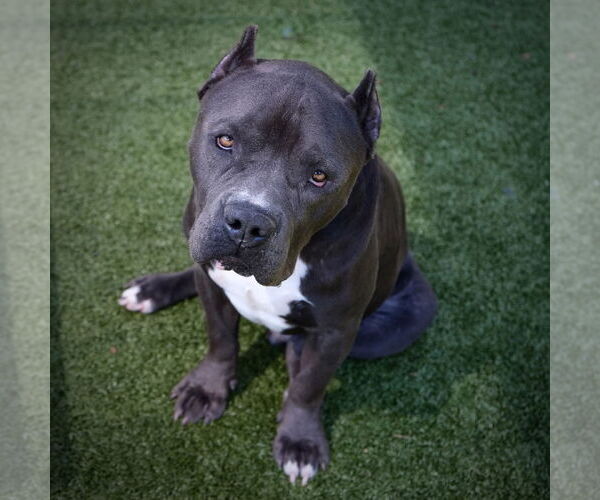 Medium Photo #2 American Staffordshire Terrier-Unknown Mix Puppy For Sale in Rockaway, NJ, USA