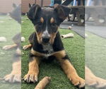 Small #2 Mutt