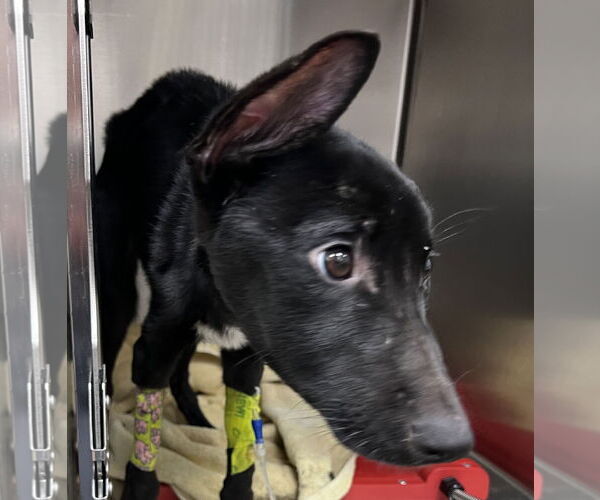 Medium Photo #7 Border Collie-Unknown Mix Puppy For Sale in Princeton, MN, USA