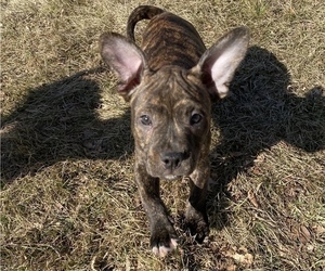 French Bulldog-Staffordshire Bull Terrier Mix Puppy for sale in MANKATO, MN, USA