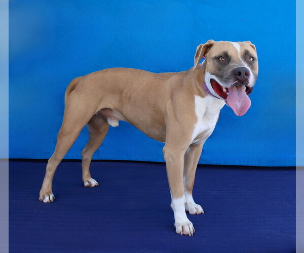 Medium Photo #2 Mutt Puppy For Sale in Pasadena, CA, USA