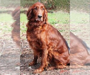 Irish Setter Dogs for adoption in Denton, TX, USA